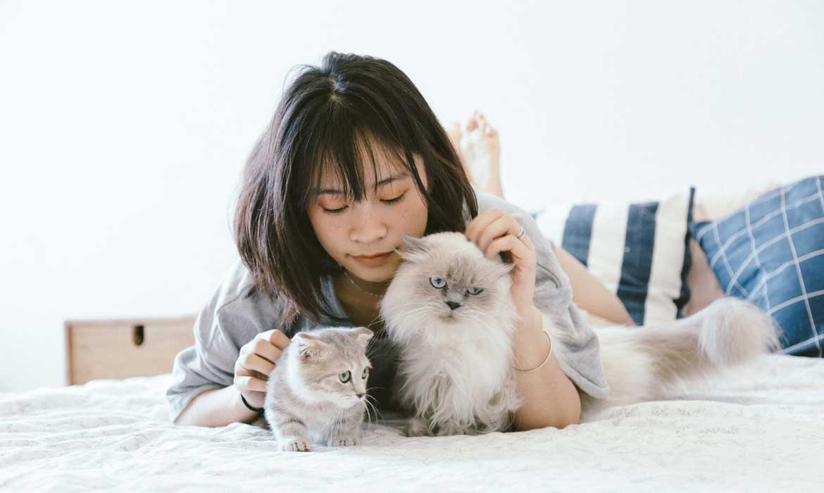 Brown and black tabby cat
