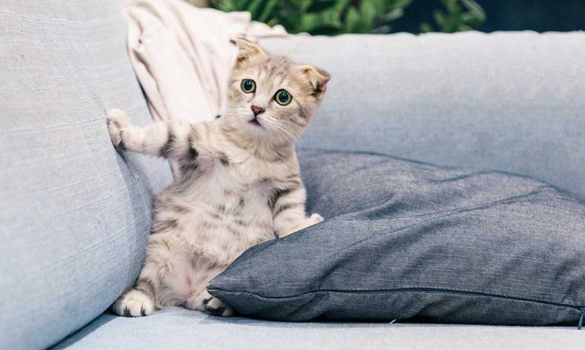white and gray cat
